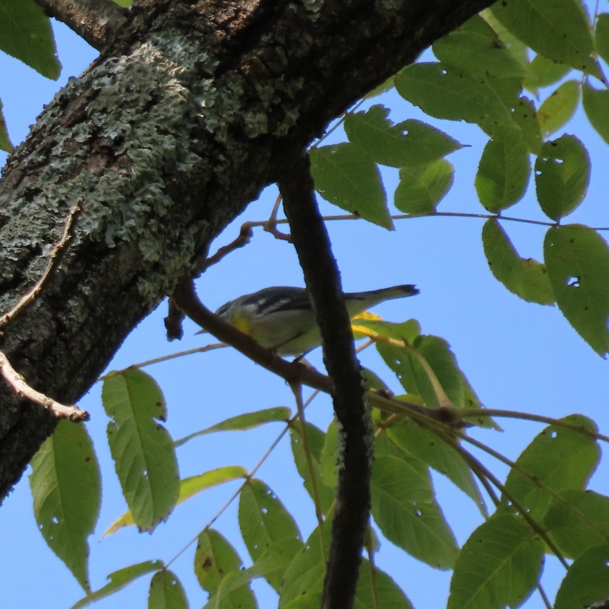 Northern Parula - ML642163815