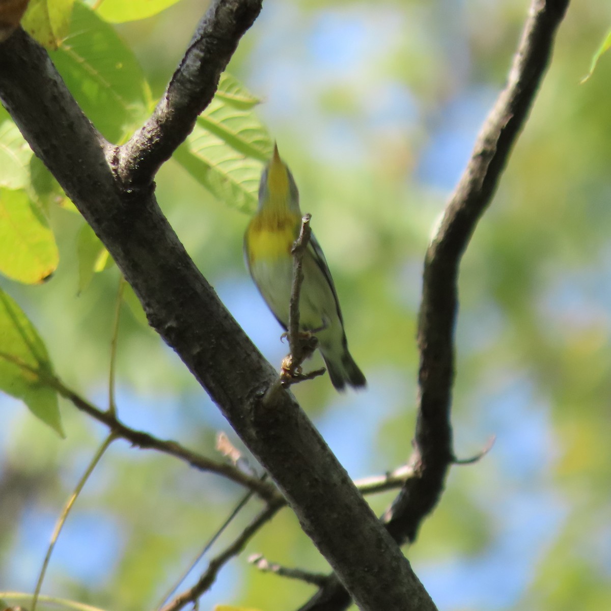 Northern Parula - ML642163816