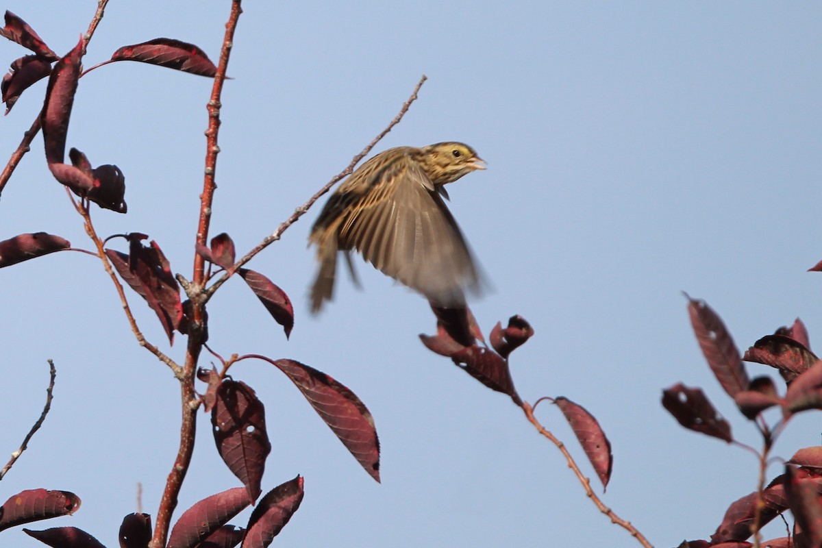 Savannah Sparrow - ML642163818