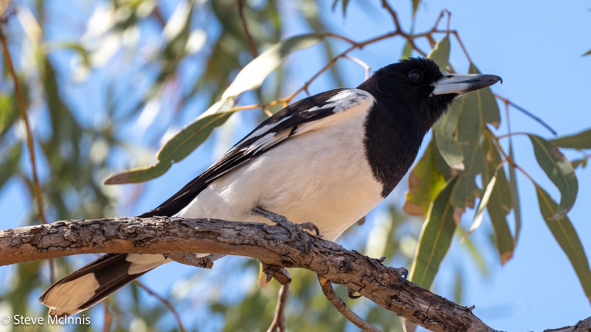 Pied Butcherbird - ML642163821