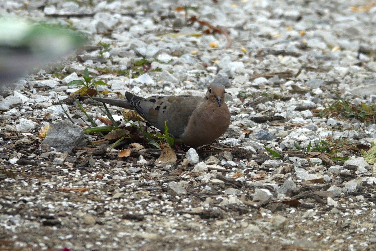 Mourning Dove - ML642163834