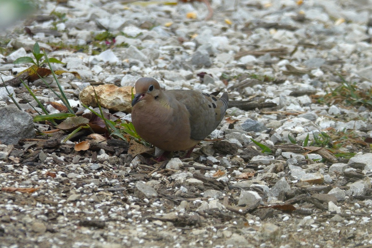 Mourning Dove - ML642163835