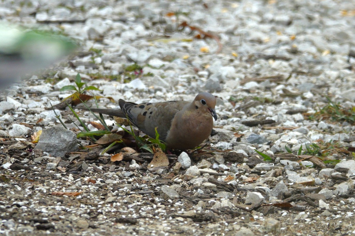 Mourning Dove - ML642163836
