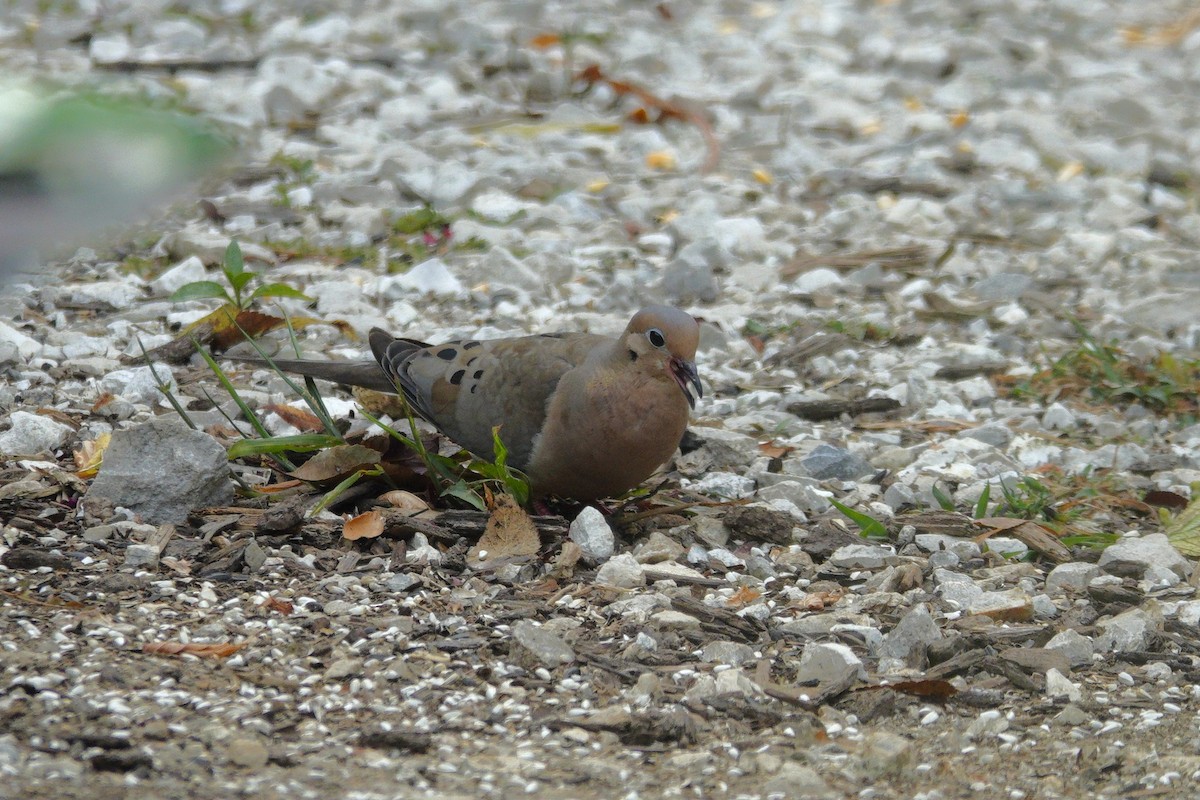 Mourning Dove - ML642163837