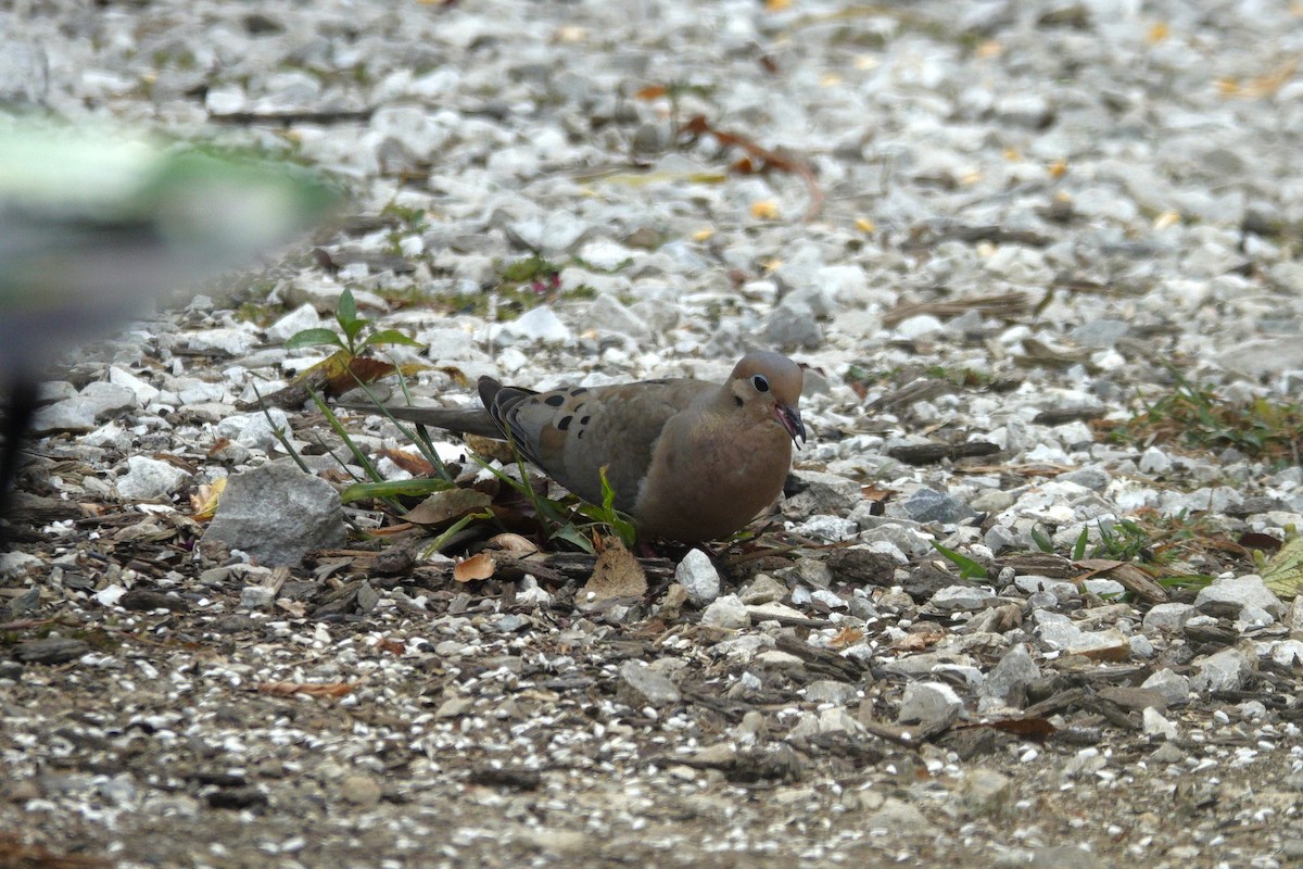 Mourning Dove - ML642163838