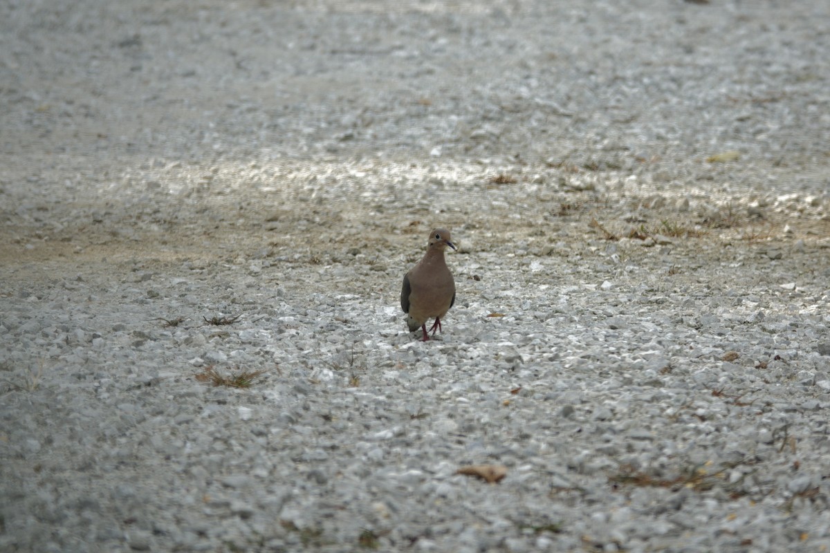 Mourning Dove - ML642163839