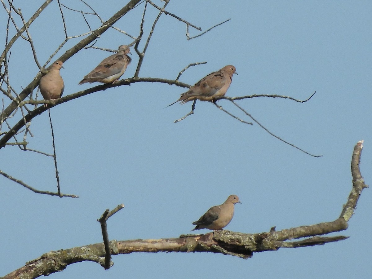 Mourning Dove - ML642163850