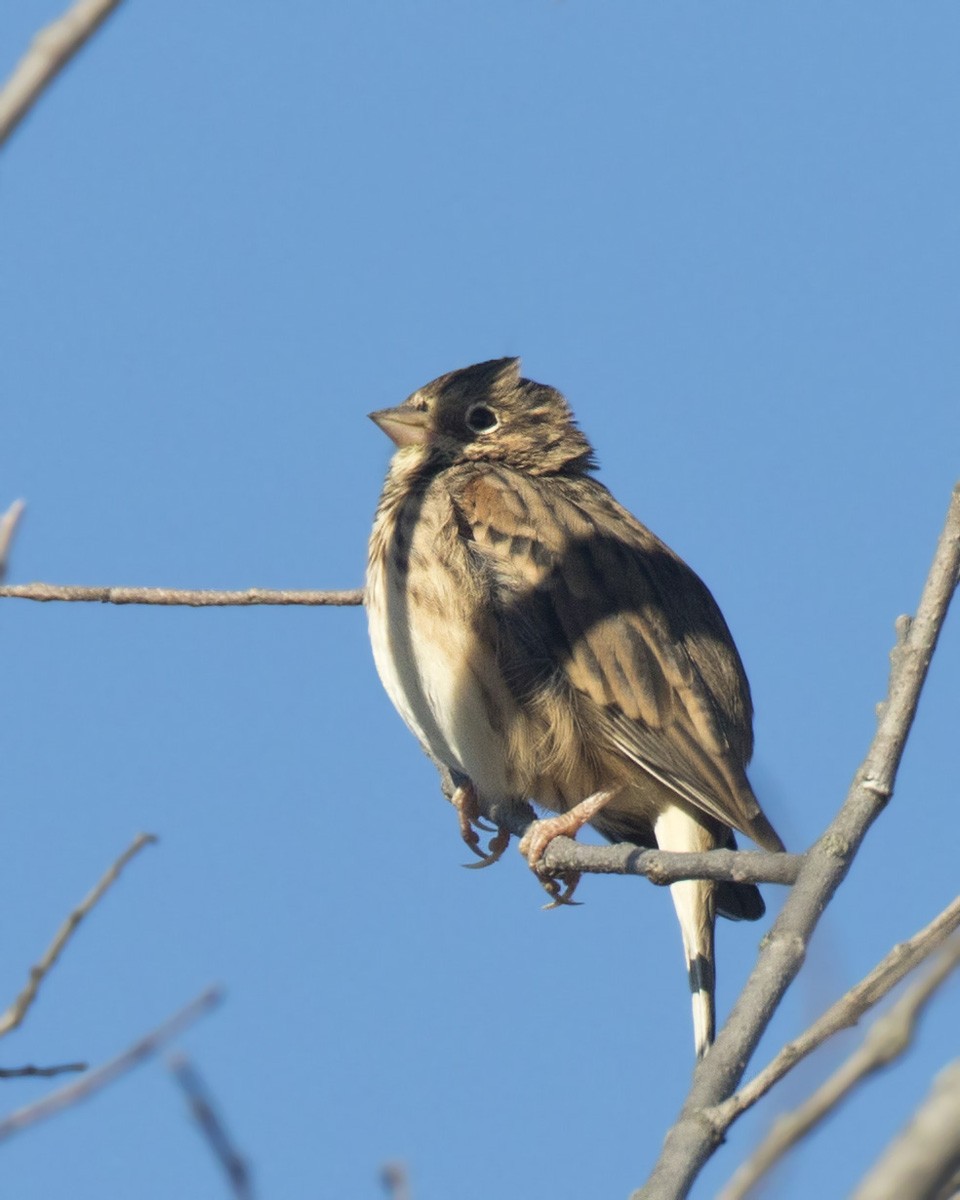 Vesper Sparrow - ML642163930