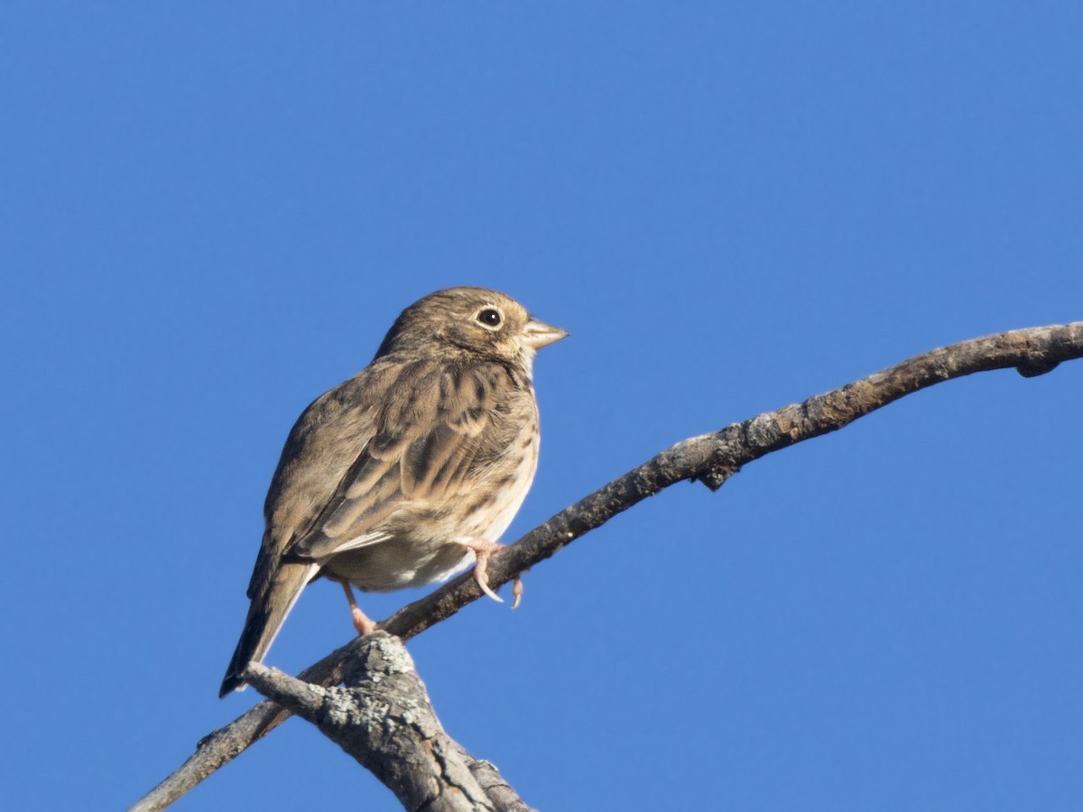 Vesper Sparrow - ML642163931
