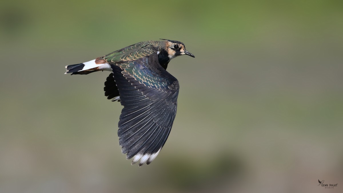 Northern Lapwing - ML642163936