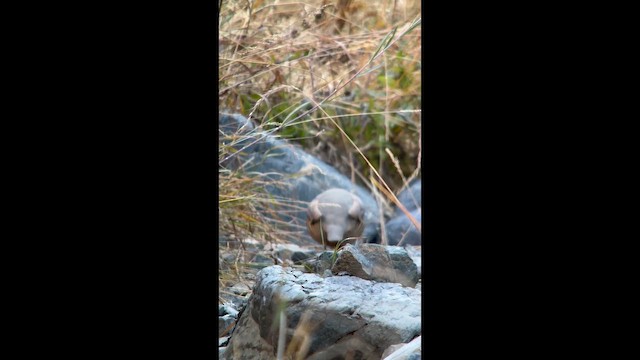 Chukar - ML642163937