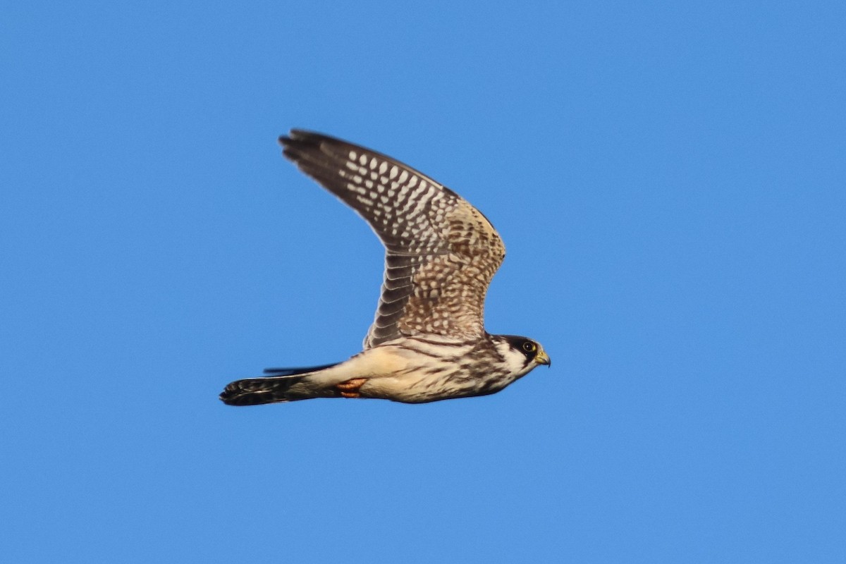 Red-footed Falcon - ML642163964