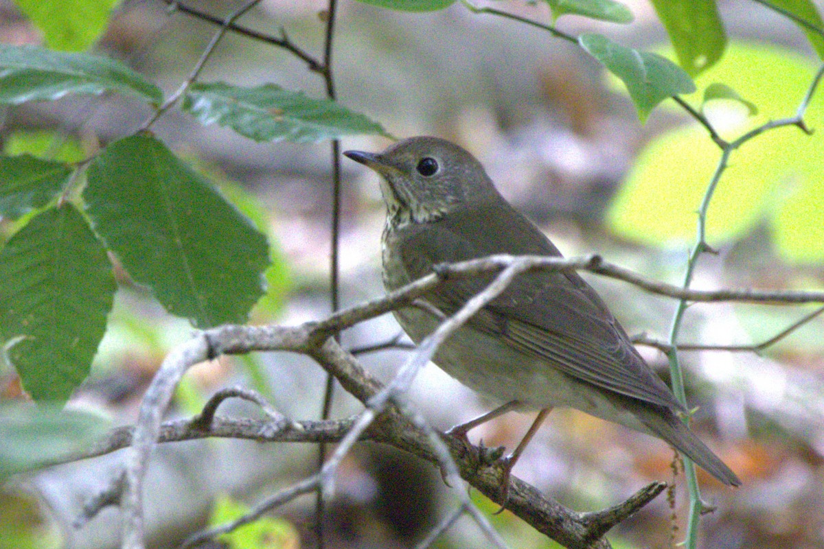 Gray-cheeked Thrush - ML642163967