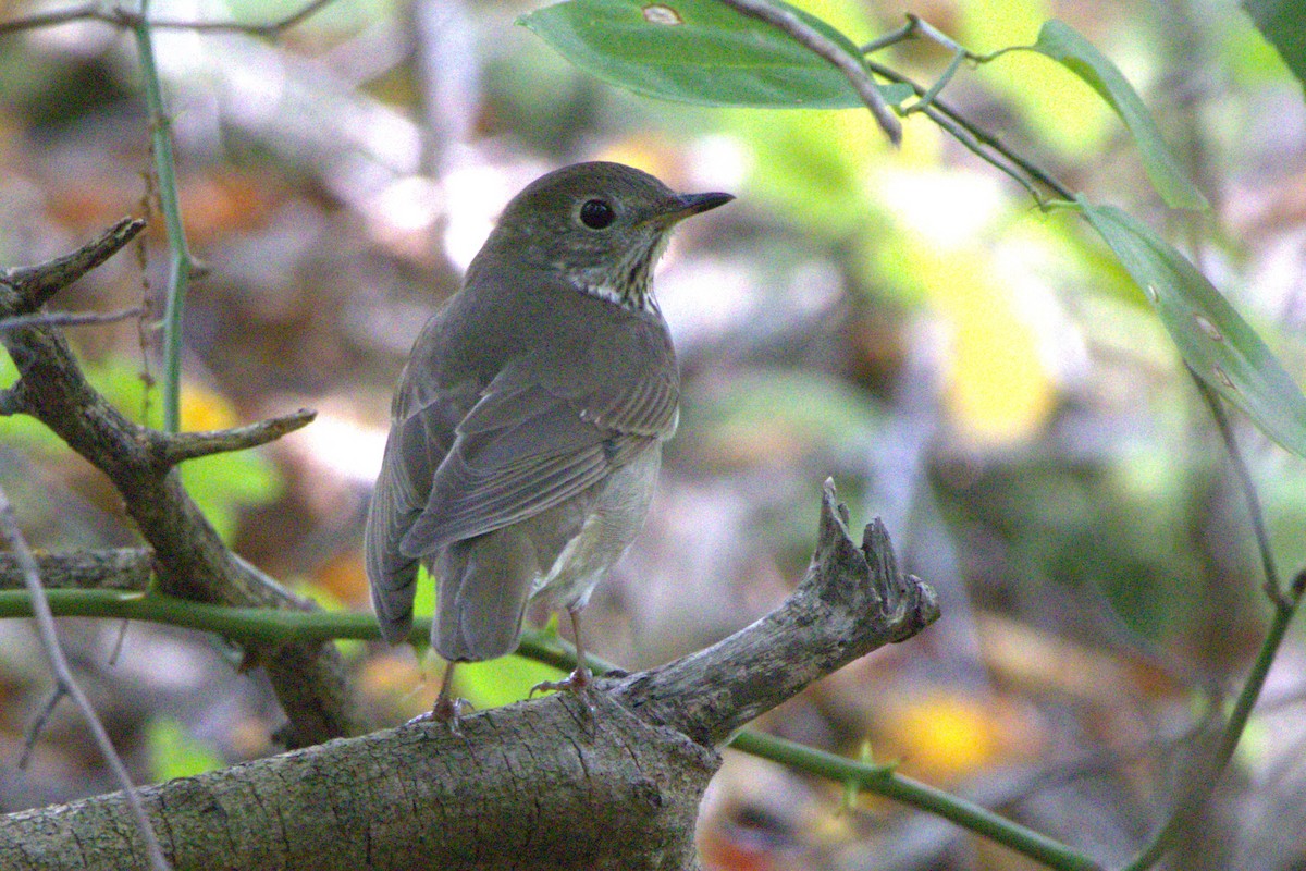 Gray-cheeked Thrush - ML642163968