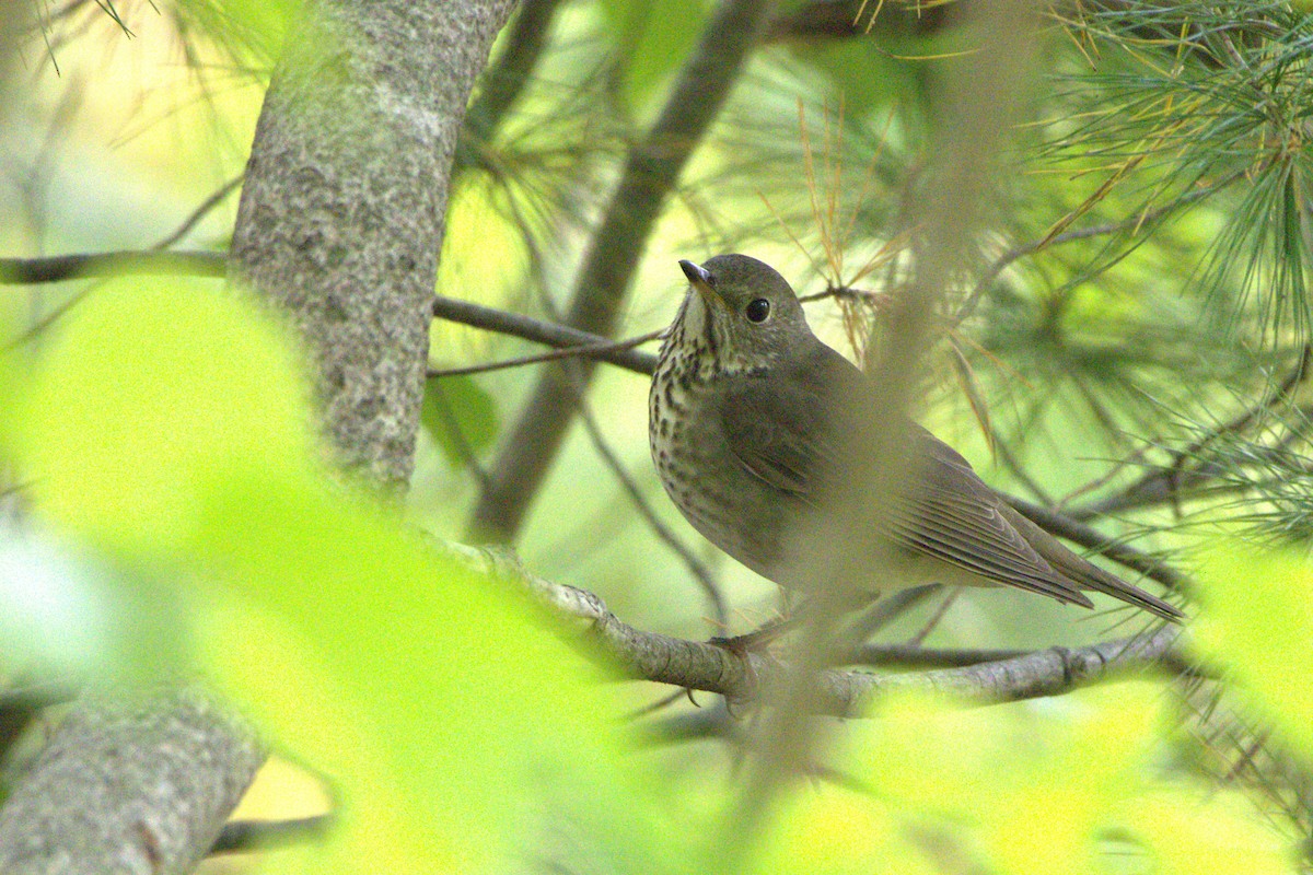 Gray-cheeked Thrush - ML642163969