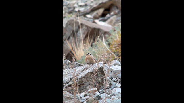 Brown Accentor - ML642163974