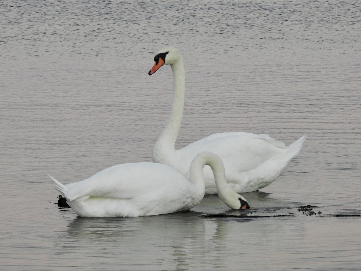Mute Swan - ML642163976