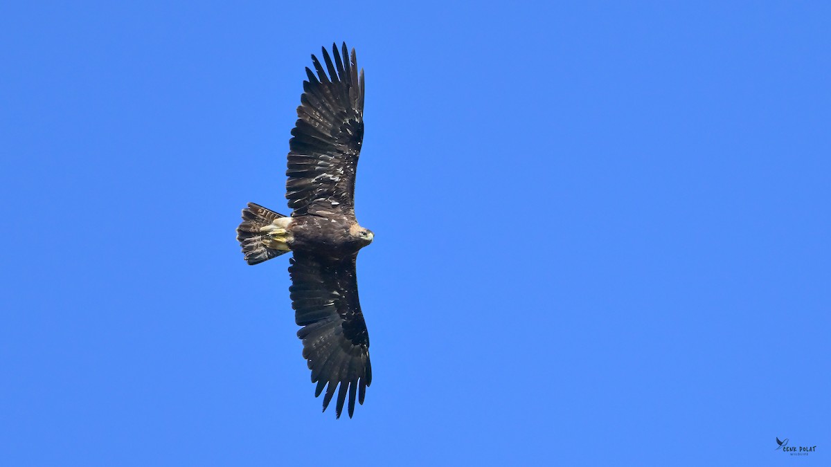 Imperial Eagle - ML642163989