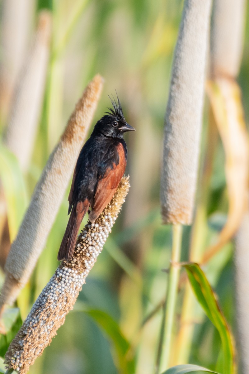 Crested Bunting - ML642163997