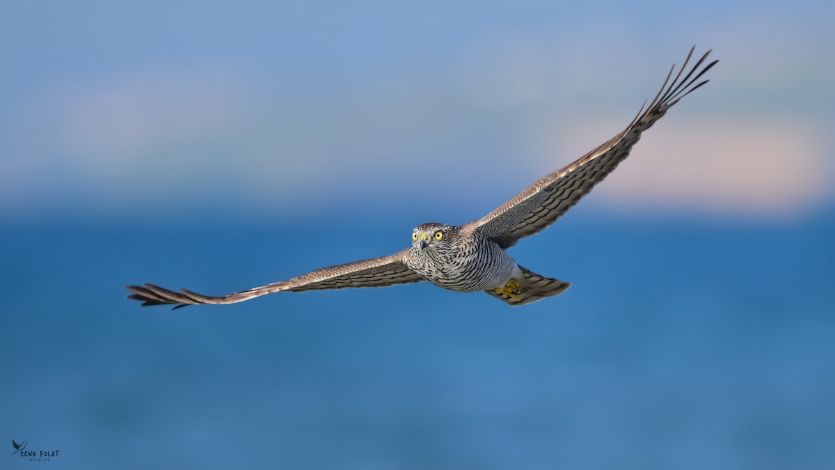 Eurasian Sparrowhawk - ML642163998