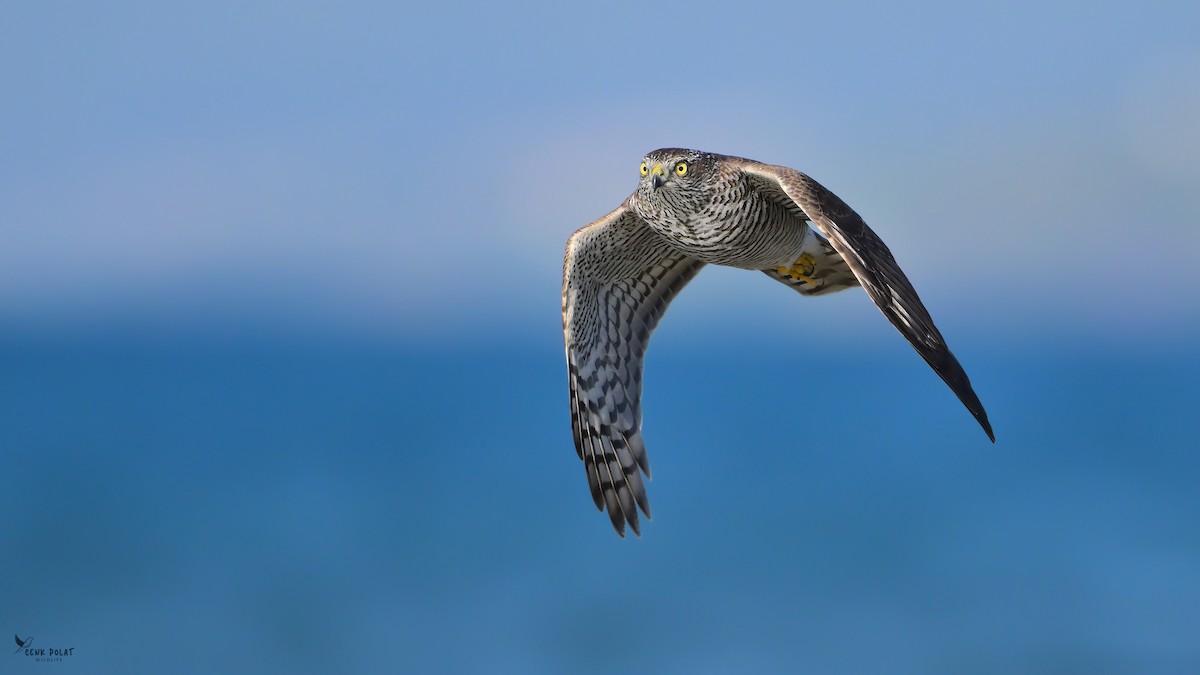 Eurasian Sparrowhawk - ML642163999