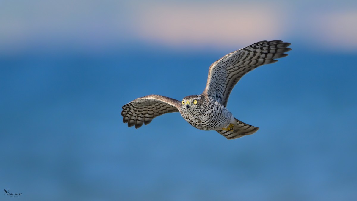 Eurasian Sparrowhawk - ML642164000