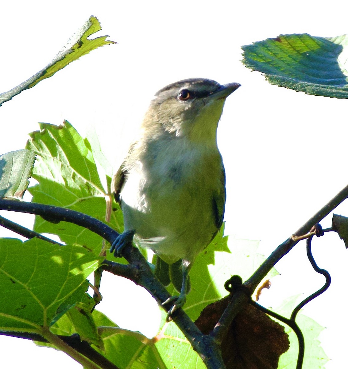 Rotaugenvireo - ML642164007