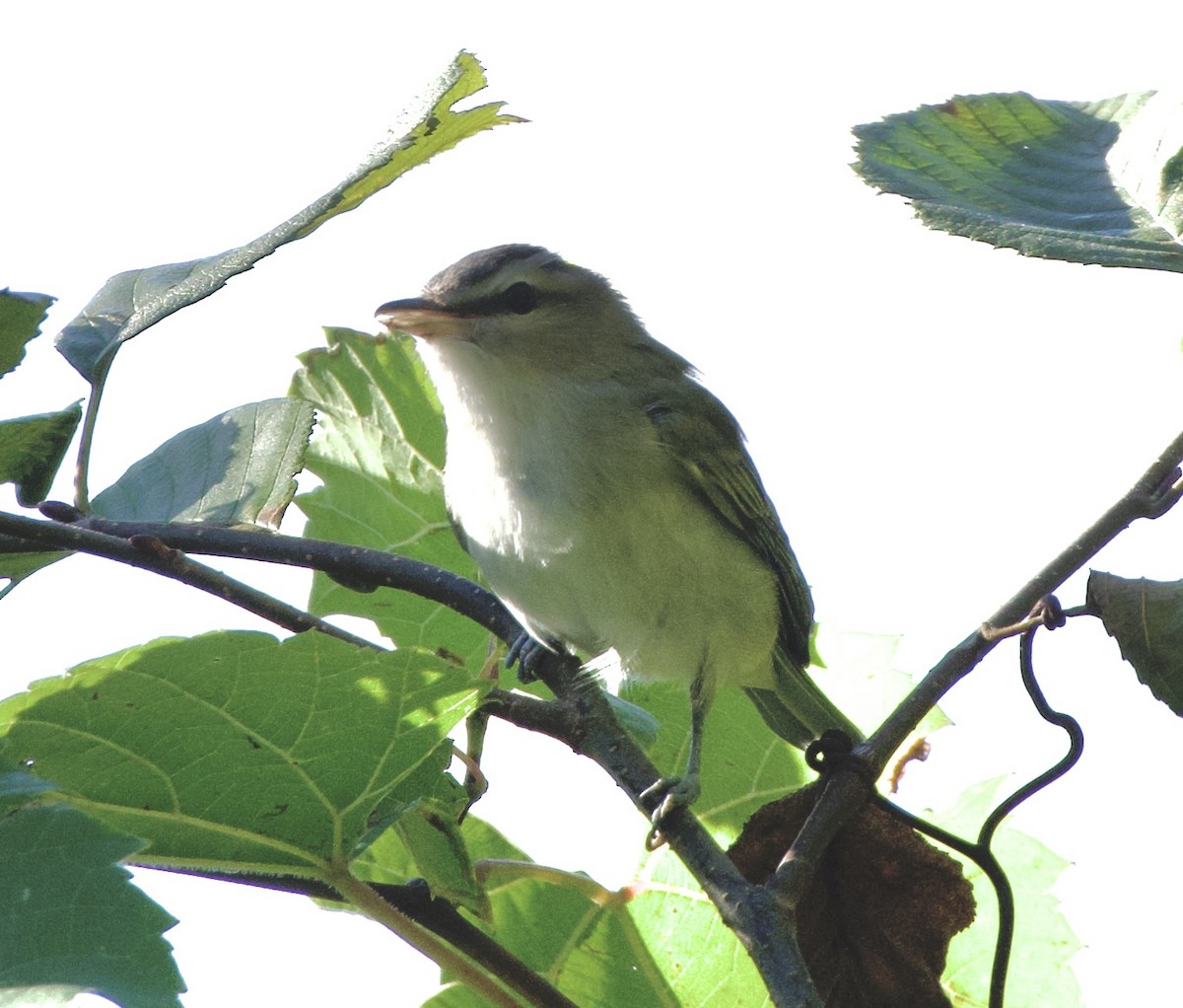 Rotaugenvireo - ML642164008