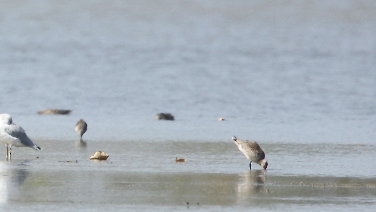 Hudsonian Godwit - ML642164020