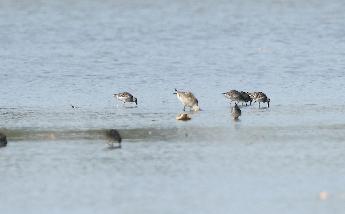 Hudsonian Godwit - ML642164021