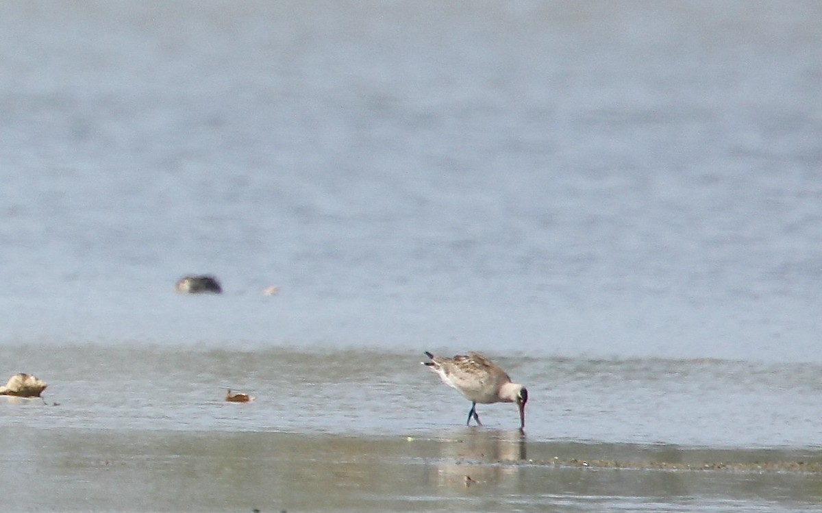 Hudsonian Godwit - ML642164022