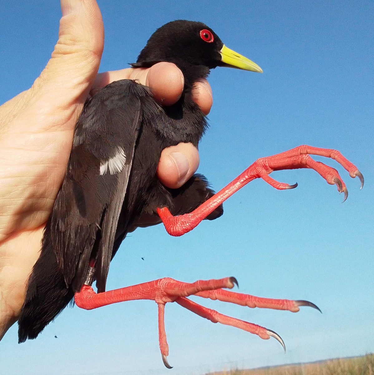 Black Crake - ML642164026