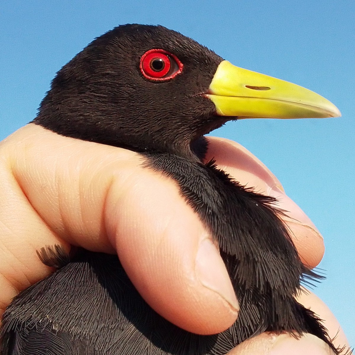 Black Crake - ML642164027
