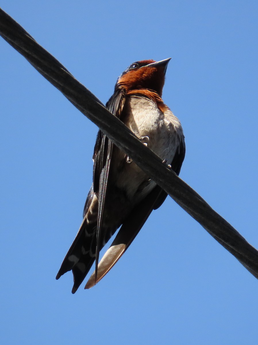 Pacific Swallow - ML642164032