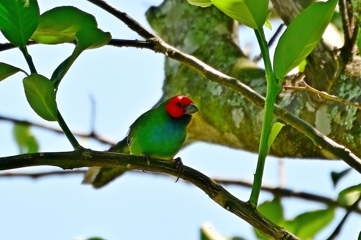 Fiji Parrotfinch - ML642164036