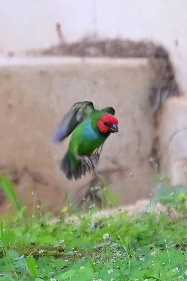 Fiji Parrotfinch - ML642164037