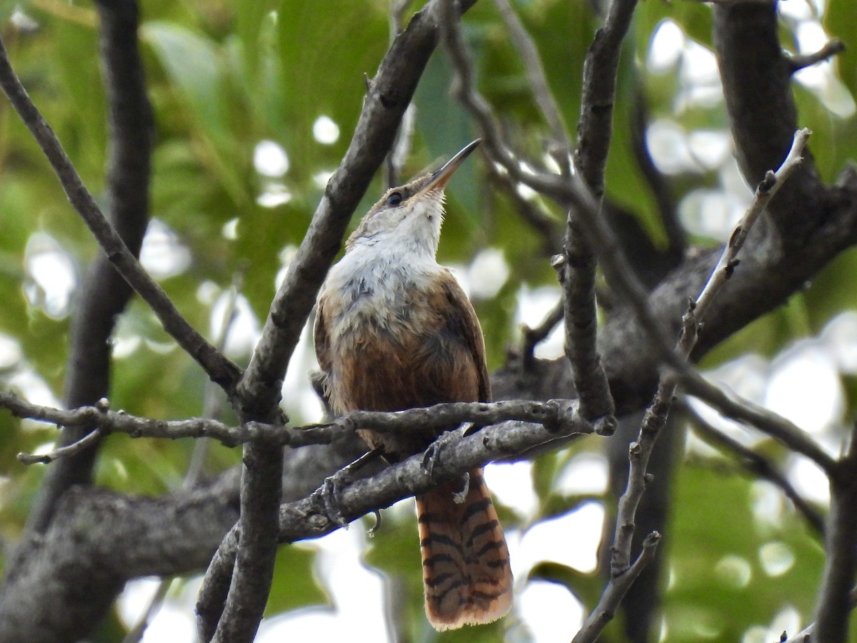 Canyon Wren - ML642164044