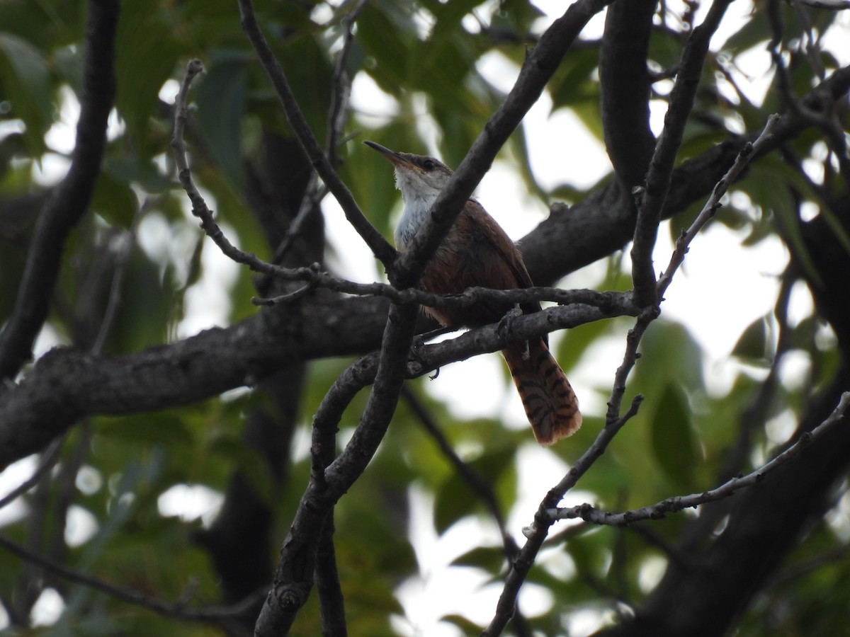 Canyon Wren - ML642164045