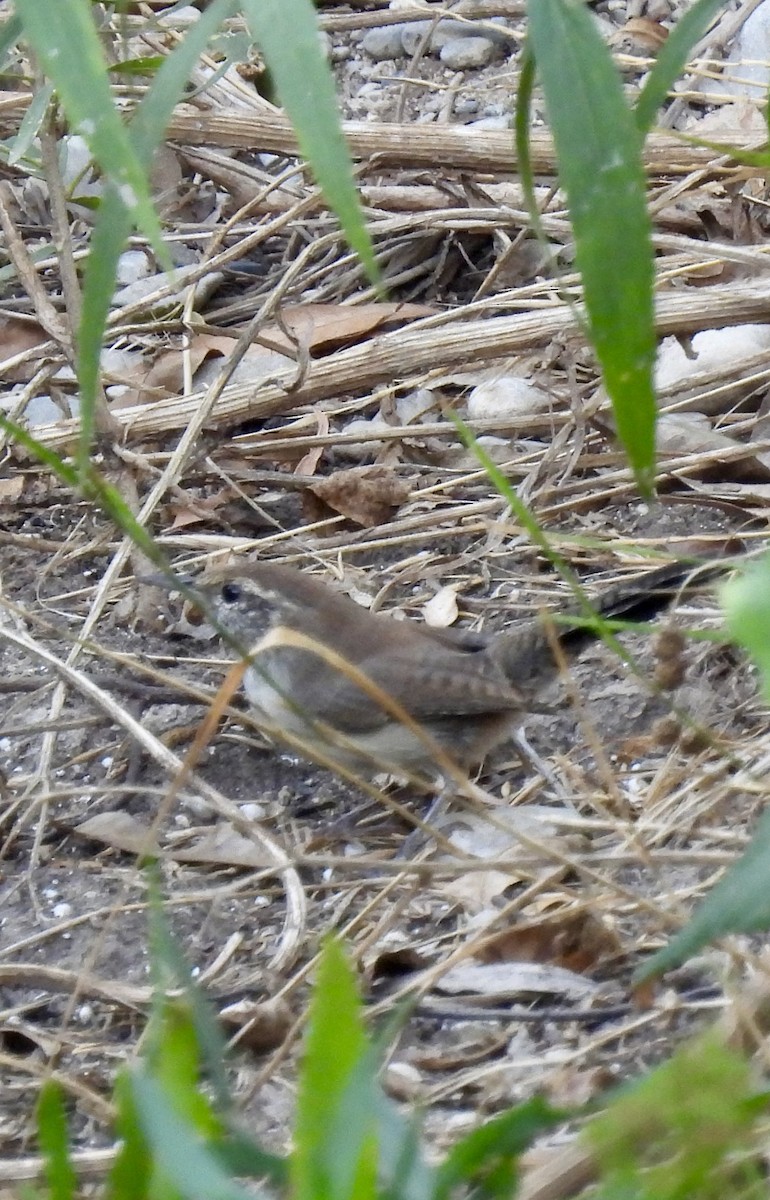 Bewick's Wren - ML642164061