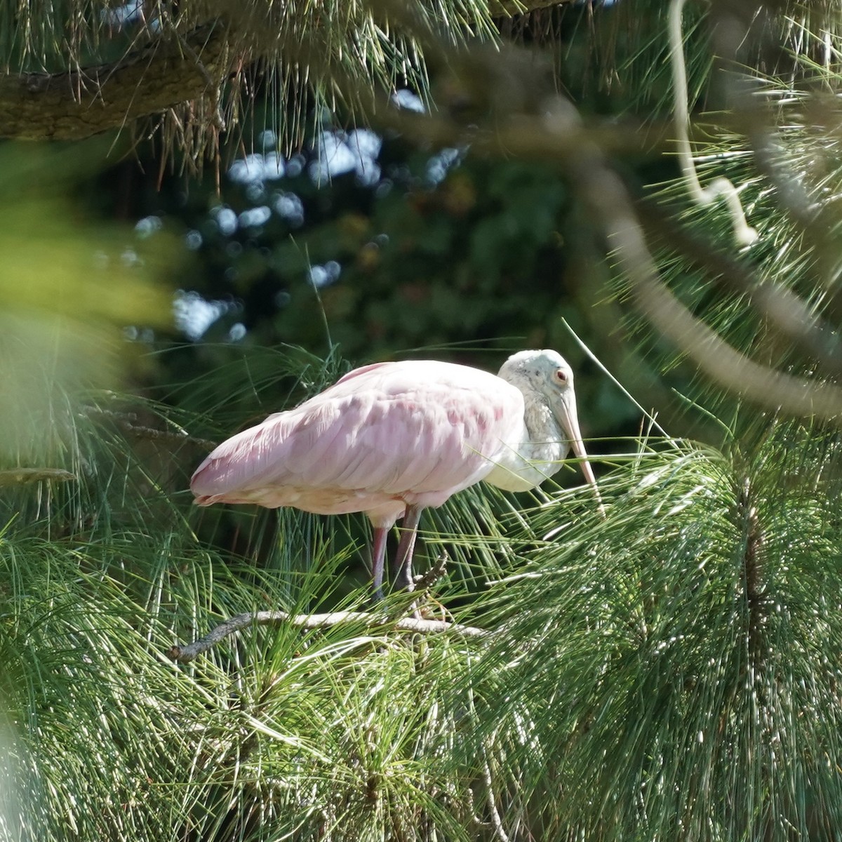 Roseate Spoonbill - ML642164065