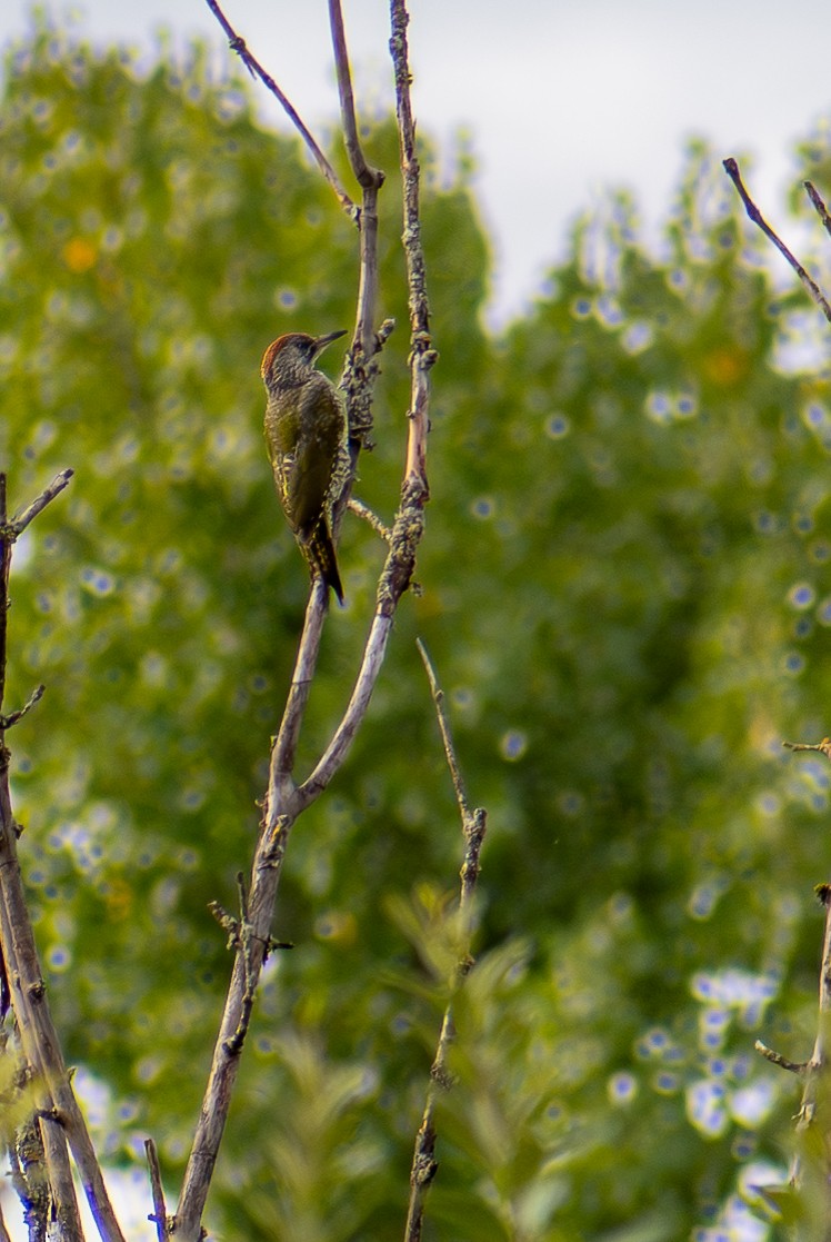 Eurasian Green Woodpecker - ML642164067