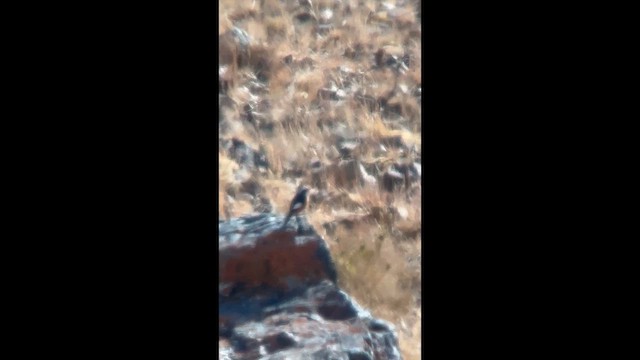 White-winged Redstart - ML642164073