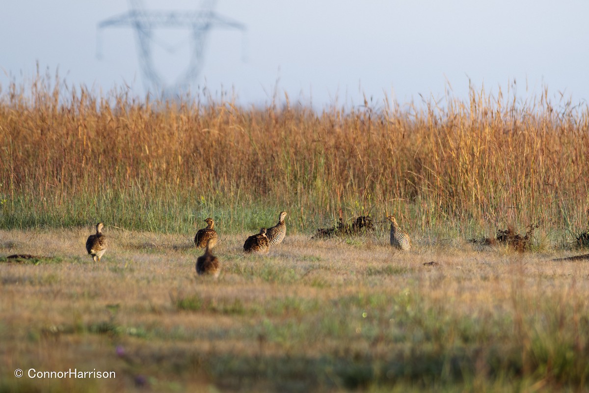 Tétras des prairies - ML642164074