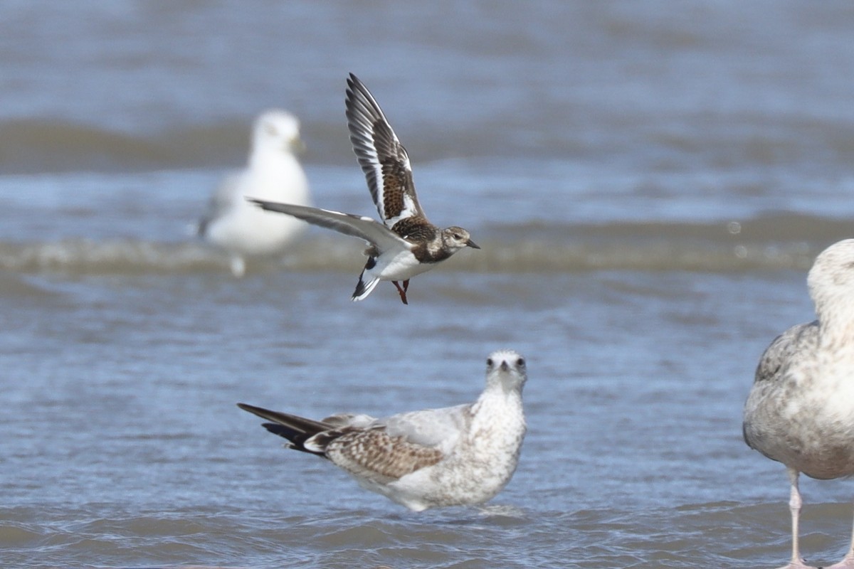 Ruddy Turnstone - ML642164086