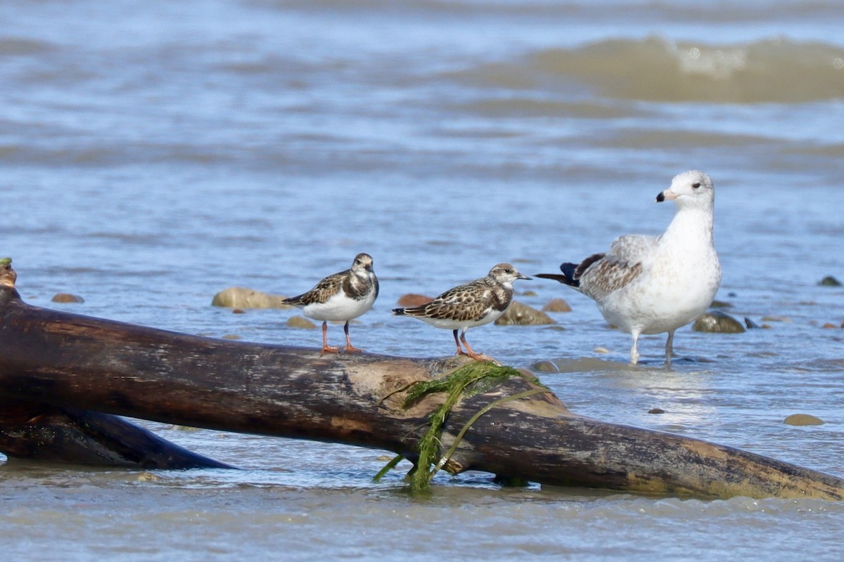 Ruddy Turnstone - ML642164087