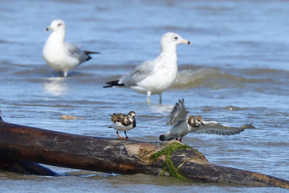 Ruddy Turnstone - ML642164088