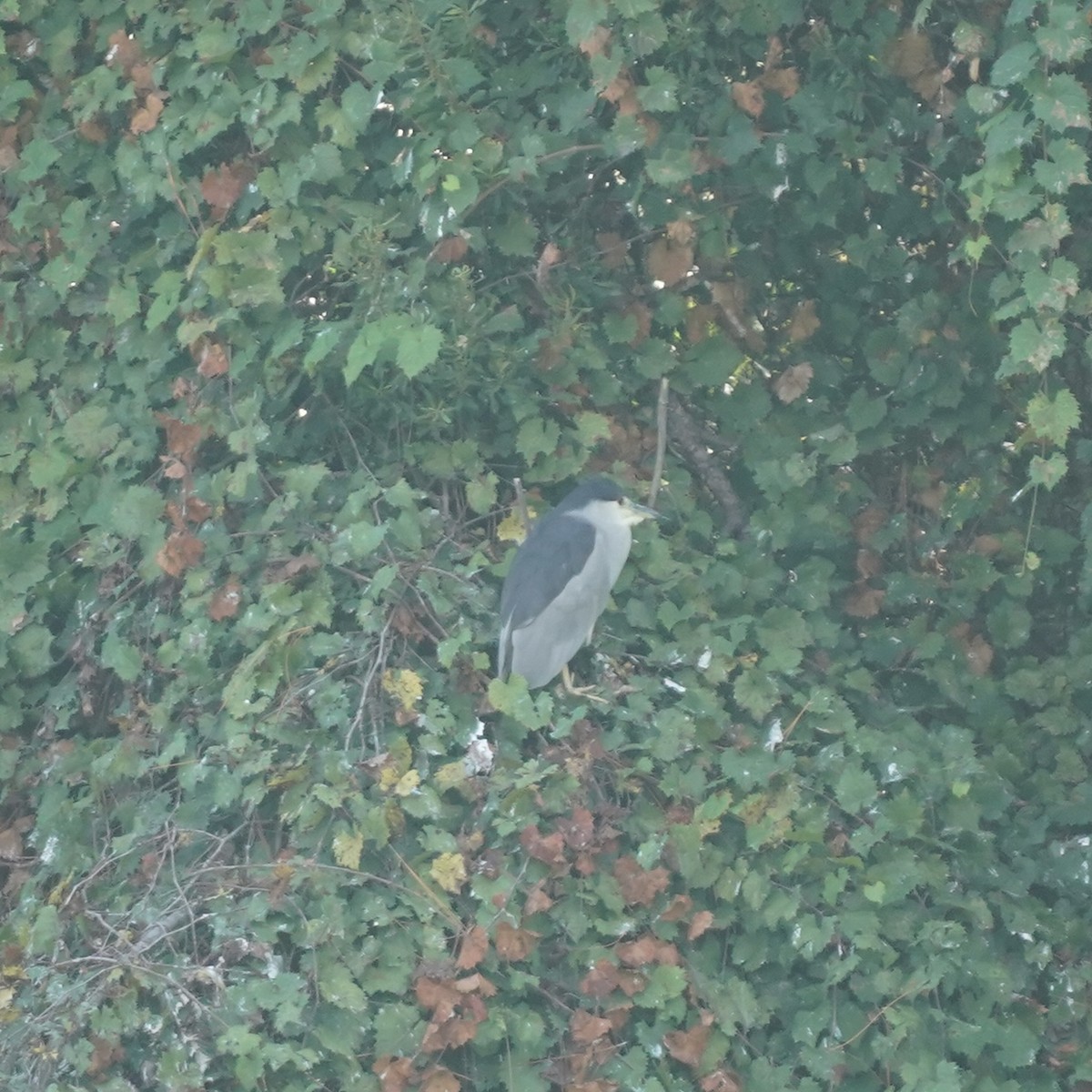 Ногоовор зашин - ML642164090