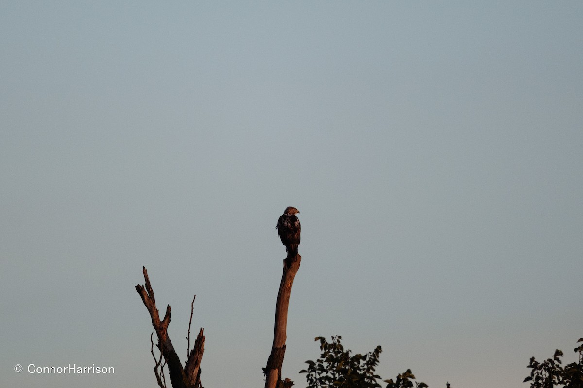 Kızıl Kuyruklu Şahin - ML642164091