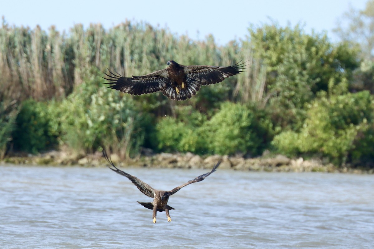 Bald Eagle - ML642164095