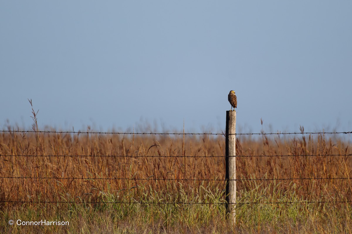Yer Kukumavı - ML642164096
